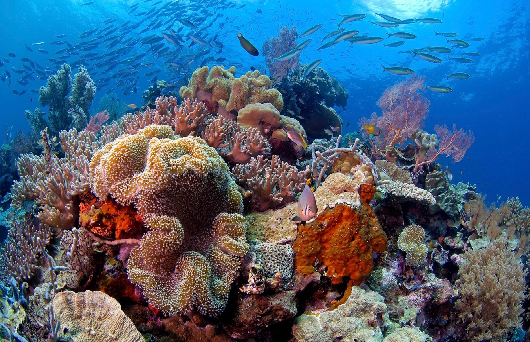 Coral reef in Sulawesi